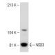 NSD3 Antibody (2E9) - Western Blotting - Image 148630 