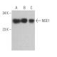 NSE1 Antibody (D-2) - Western Blotting - Image 364251
