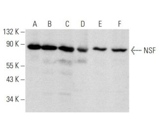NSF Antibody (A-3) - Western Blotting - Image 358387 