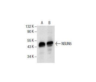 NSUN5 Antibody (H-10) - Western Blotting - Image 154499 