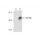 NSUN6 Antibody (D-5) - Western Blotting - Image 295871 