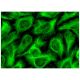 NT5C1A Antibody (C-9) - Immunofluorescence - Image 293786