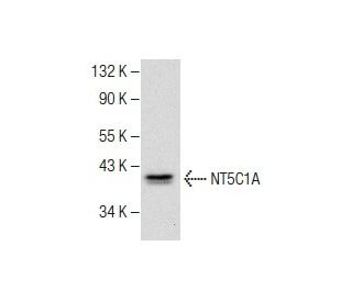 NT5C1A Antibody (C-9) - Western Blotting - Image 282604 