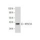 NT5C1A Antibody (C-9) - Western Blotting - Image 282604 