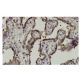 NT5C2 Antibody (FF-12) - Immunohistochemistry - Image 35957 