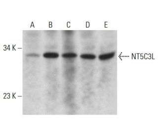NT5C3L Antibody (A-7) - Western Blotting - Image 320467