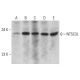 NT5C3L Antibody (A-7) - Western Blotting - Image 320467