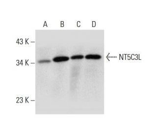 NT5C3L Antibody (D-8) - Western Blotting - Image 320240 