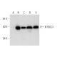 NT5DC1 Antibody (B-3) - Western Blotting - Image 301540 