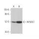 NT5DC1 Antibody (G-6) - Western Blotting - Image 371048