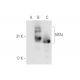 NTAL Antibody (6D620) - Western Blotting - Image 67859