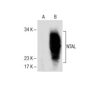 NTAL Antibody (D-10) - Western Blotting - Image 285085 