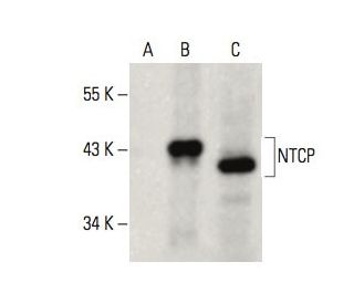 NTCP Antibody (D-5) - Western Blotting - Image 395973SAM Transcription Activation: SAM system utilizing dCas9-VP64, MS2-P65-HSF1, and sgRNA for precise gene transcription activation.