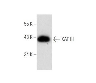 NTERA-2 cl.D1 Whole Cell Lysate: sc-364181. Western blot analysis of... 