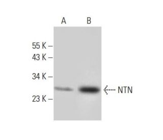 NTN Antibody (D-10) - Western Blotting - Image 296932 