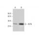 NTN Antibody (D-10) - Western Blotting - Image 296932 