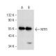 NTR1 Antibody (B-12) - Western Blotting - Image 160773 