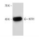 NTR1 Antibody (B-9) - Western Blotting - Image 151053