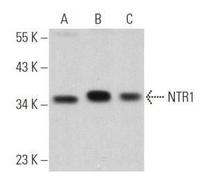 NTR1 Antibody (G-9) - Western Blotting - Image 368414 