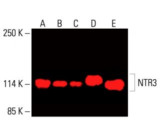NTR3 Antibody (E-9) - Western Blotting - Image 416184