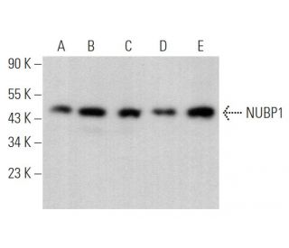 NUBP1 Antibody (C-3) - Western Blotting - Image 375021 