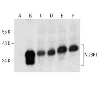 NUBP1 Antibody (C-7) - Western Blotting - Image 317986 