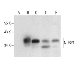 NUBP1 Antibody (H-4) - Western Blotting - Image 311993 