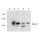 NUBP1 Antibody (H-4) - Western Blotting - Image 311993 