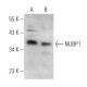 NUBP1 Antibody (H-4) - Western Blotting - Image 375022