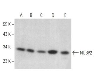 NUBP2 Antibody (A-11) - Western Blotting - Image 373984 