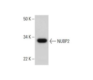 NUBP2 Antibody (C-12) - Western Blotting - Image 294650 