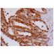 NUBP2 Antibody (H-2) - Immunohistochemistry - Image 284885 