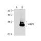 NUBP2 Antibody (H-2) - Western Blotting - Image 159259