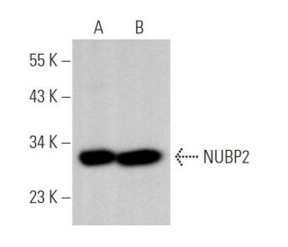 NUBP2 Antibody (H-2) - Western Blotting - Image 373978 