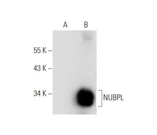 NUBPL Antibody (G-11) - Western Blotting - Image 303375 