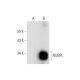 NUBPL Antibody (G-11) - Western Blotting - Image 303375 