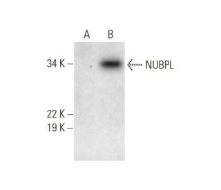 NUBPL Antibody (G-7) - Western Blotting - Image 293068