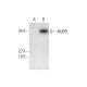 NUBPL Antibody (G-7) - Western Blotting - Image 293068