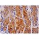 nucleobindin 2 Antibody (D-10) - Immunohistochemistry - Image 284722 
