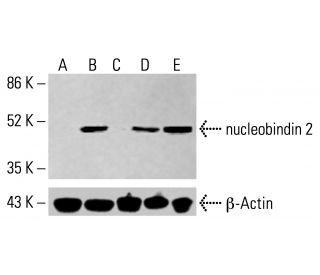 nucleobindin 2 Antibody (D-10) - Western Blotting - Image 414874 