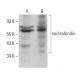 nucleobindin Antibody (D-8) - Western Blotting - Image 366892 