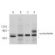 nucleobindin Antibody (D-8) - Western Blotting - Image 366893