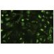 nucleobindin Antibody (R-Y2) - Immunofluorescence - Image 35676