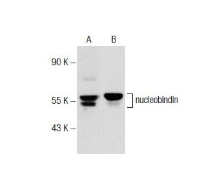 nucleobindin Antibody (R-Y2) - Western Blotting - Image 145738 