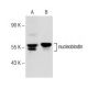 nucleobindin Antibody (R-Y2) - Western Blotting - Image 145738 