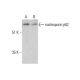 nucleoporin p62 Antibody (D-8) - Western Blotting - Image 351867 