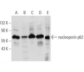 nucleoporin p62 Antibody (E-4) - Western Blotting - Image 12633 