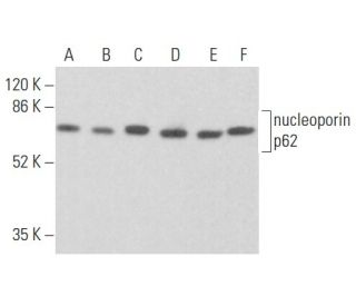nucleoporin p62 Antibody (G-8) - Western Blotting - Image 355129