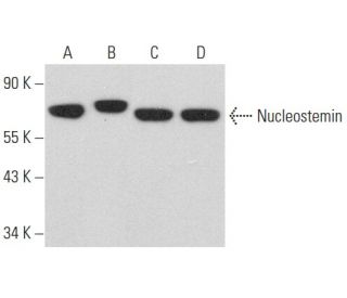 Nucleostemin Antibody (A-8) - Western Blotting - Image 357686 