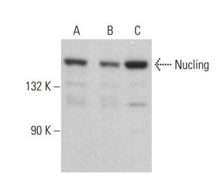 Nucling Antibody (A-4) - Western Blotting - Image 383984 